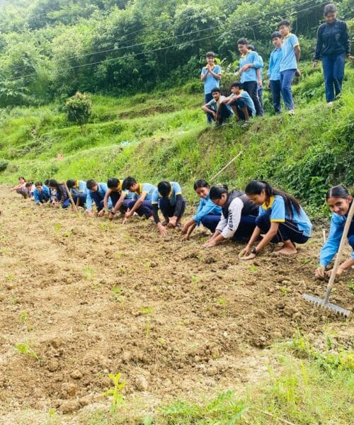 तिहारको लागि सयपत्रीका बेर्ना रोपियो